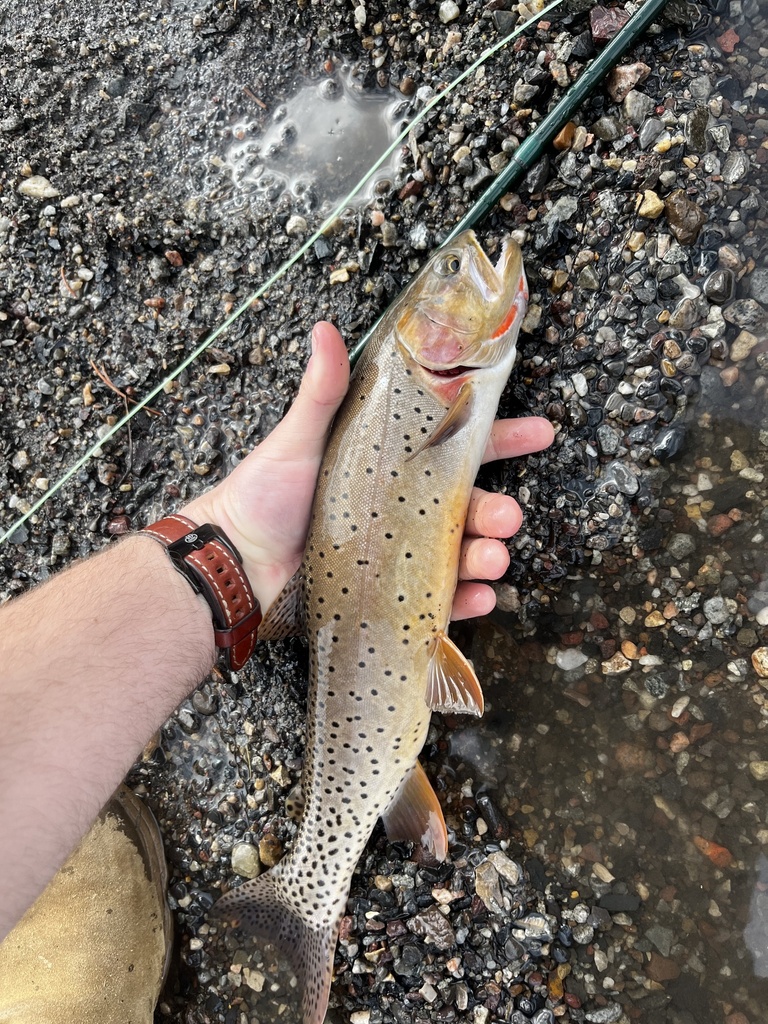 Yellowstone Cutthroat Trout from Custer Gallatin National Forest