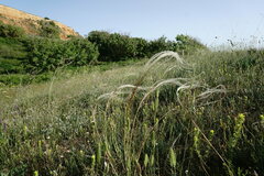 Stipa pulcherrima