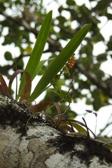 Prosthechea ochracea