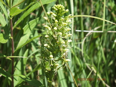 Platanthera lacera