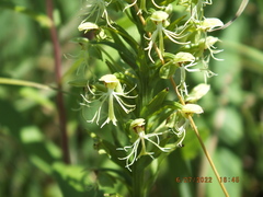 Platanthera lacera