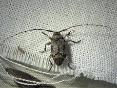 Sternidius mimeticus