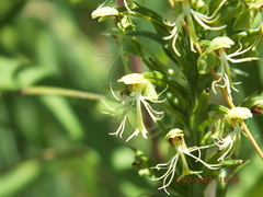 Platanthera lacera