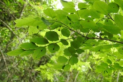 Phyllanthus mocinianus