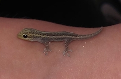 Lygodactylus capensis