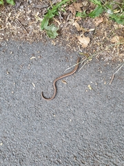 Anguis fragilis