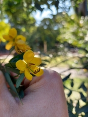 Senna corymbosa