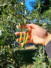 Senna corymbosa