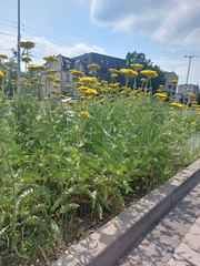 Achillea filipendulina