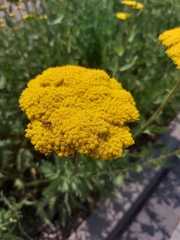 Achillea filipendulina