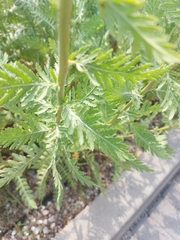 Achillea filipendulina