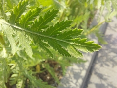 Achillea filipendulina