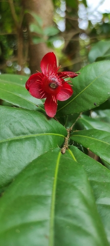 Ochna thomasiana
