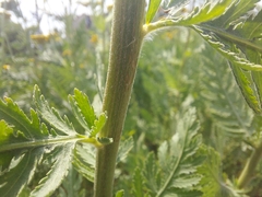 Achillea filipendulina