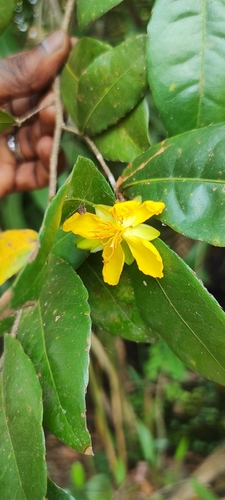 Ochna thomasiana