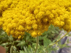 Achillea filipendulina