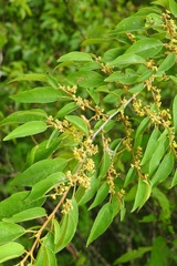 Colubrina arborescens
