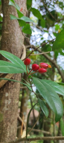 Ochna thomasiana