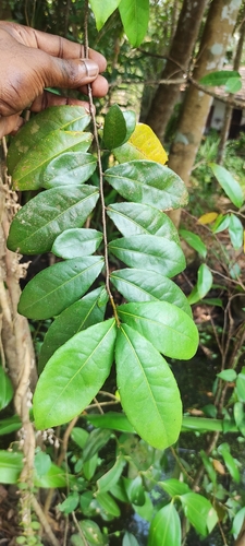 Ochna thomasiana
