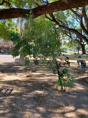 Tecoma stans