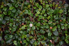 Cotoneaster dammeri