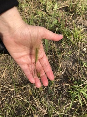 Hordeum jubatum