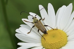 Trigonarthris subpubescens