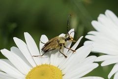 Trigonarthris subpubescens
