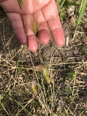 Hordeum jubatum