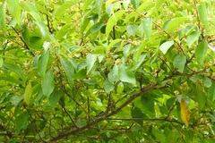 Colubrina arborescens