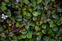 Cotoneaster dammeri
