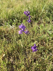 Delphinium consolida
