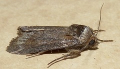 Sympistis stabilis