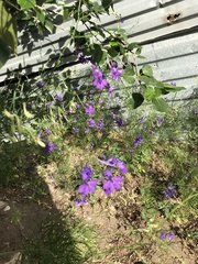 Delphinium consolida