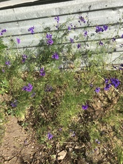 Delphinium consolida