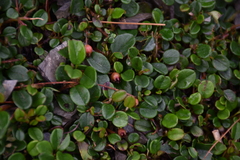 Cotoneaster dammeri