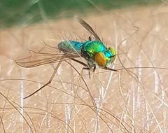 Condylostylus comatus