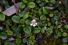 Cotoneaster dammeri