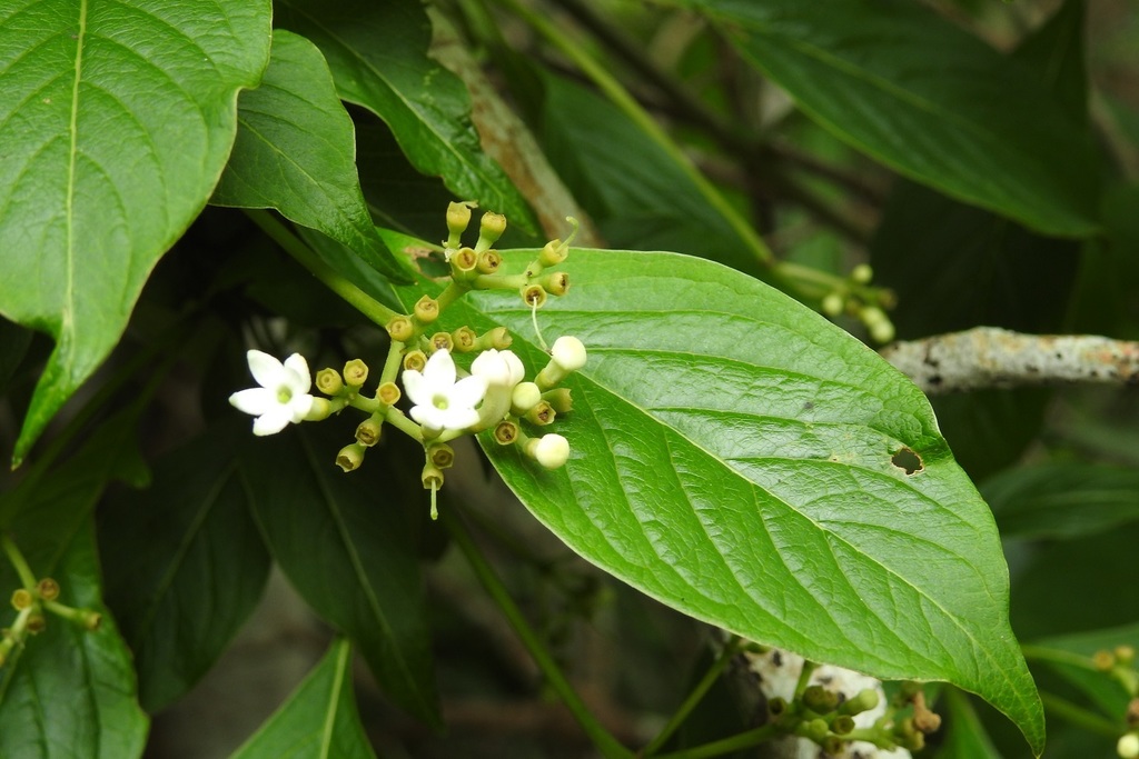 Coussarea chiapensis