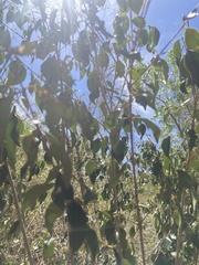 Eugenia biflora