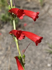 Penstemon eatonii