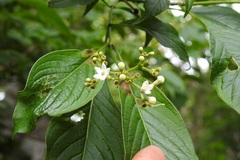 Coussarea chiapensis