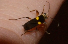 Trypherus frisoni