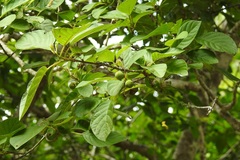 Guettarda macrosperma