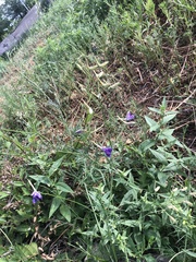Delphinium consolida