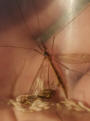 Nephrotoma scurra