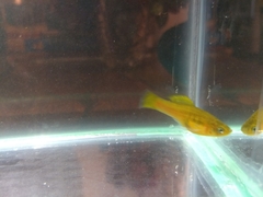 Xiphophorus variatus