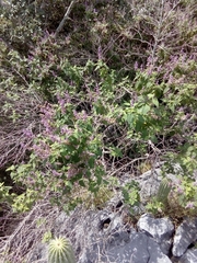 Salvia lasiantha