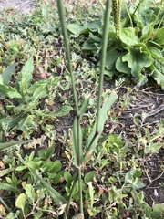 Phleum pratense