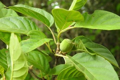 Guettarda macrosperma